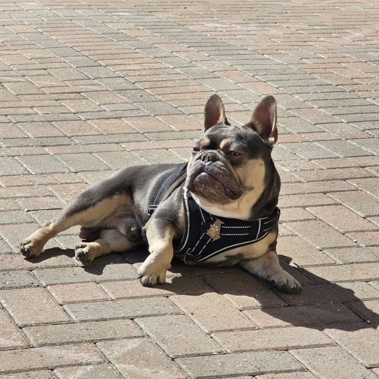 A grey French Bulldog lying on a paved surface in the sun.
