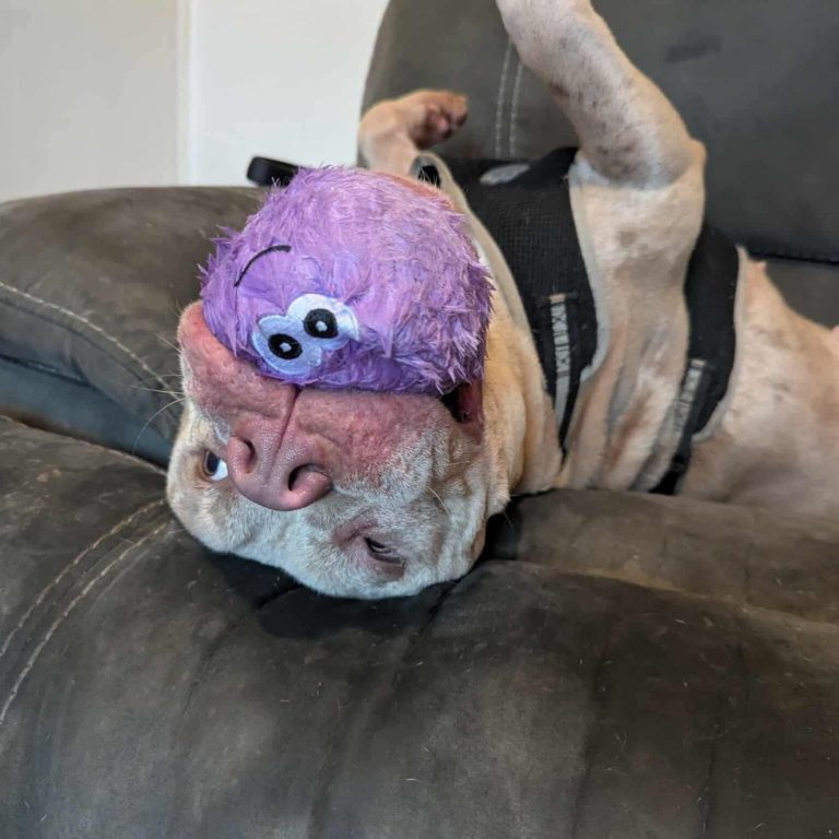 A dog lying on a couch with a purple toy on its head, looking relaxed.