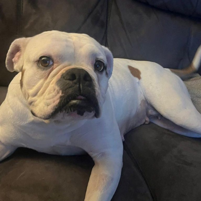 White bulldog lying on a grey sofa, looking curiously at the camera.
