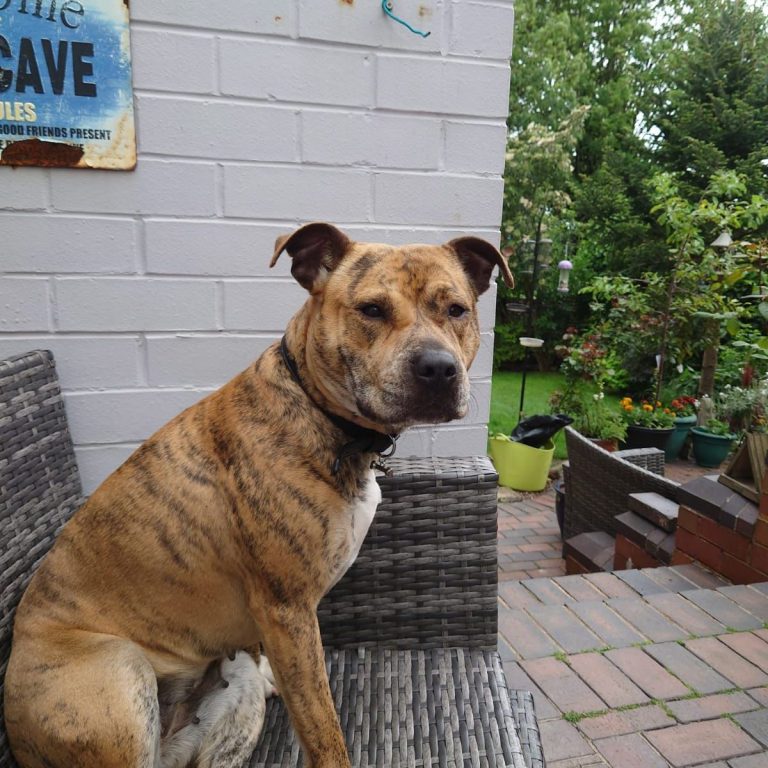 A brindle dog sits on a bench beside a garden with lush greenery and potted plants.