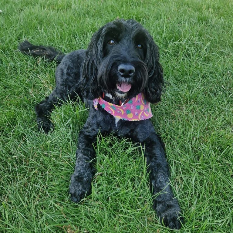 Black dog with long fur, wearing a colourful bandana, lying on green grass.