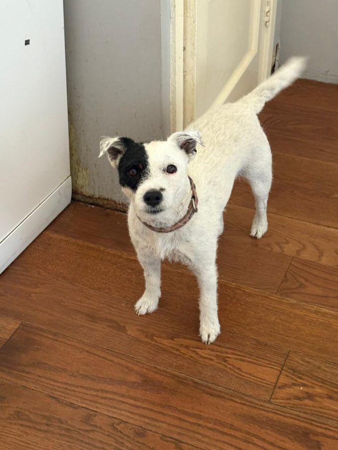 Small white dog with a black patch around one eye, standing on wooden flooring.