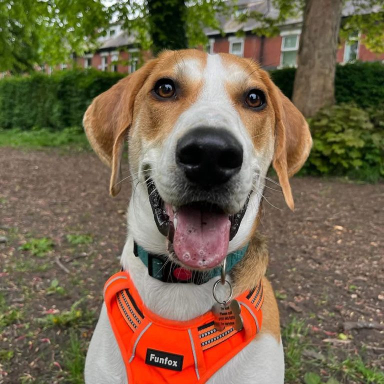 Happy dog wearing an orange harness, sitting outdoors with greenery in the background.