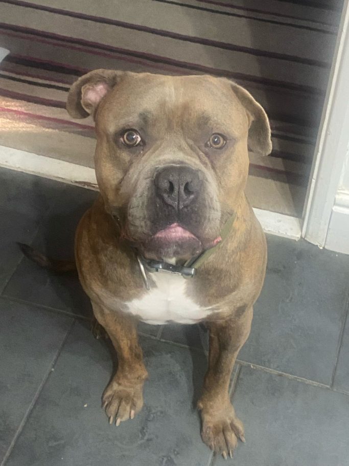 Brown dog sitting on a tiled floor, looking at the camera with a calm expression.