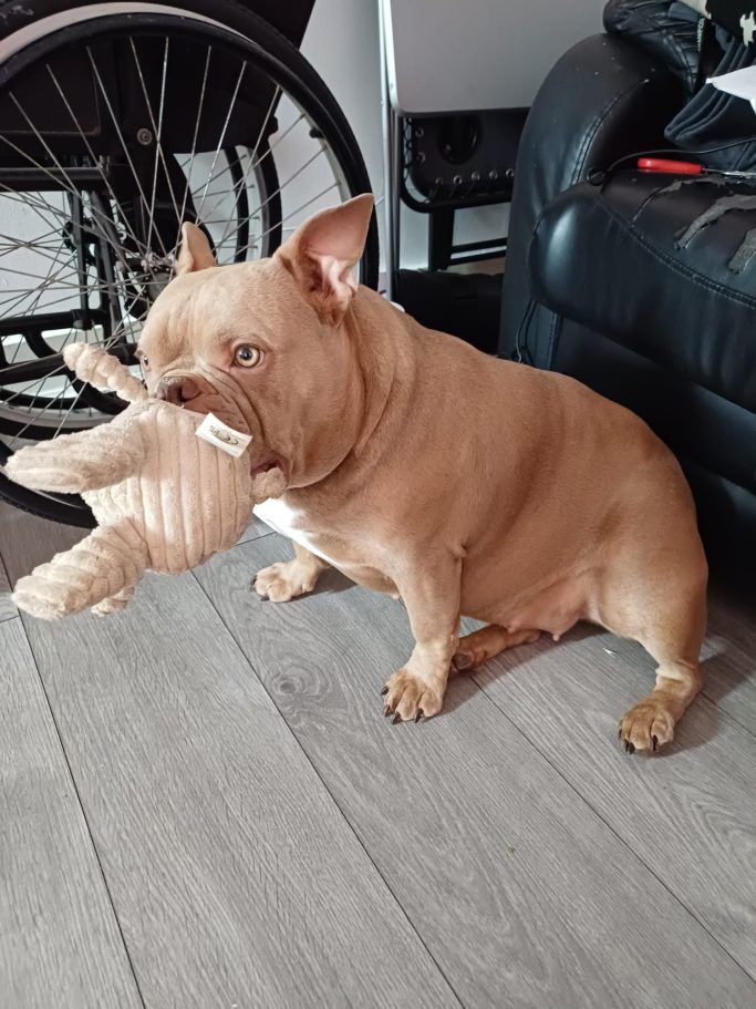 A brown dog sitting on the floor, holding a toy in its mouth.