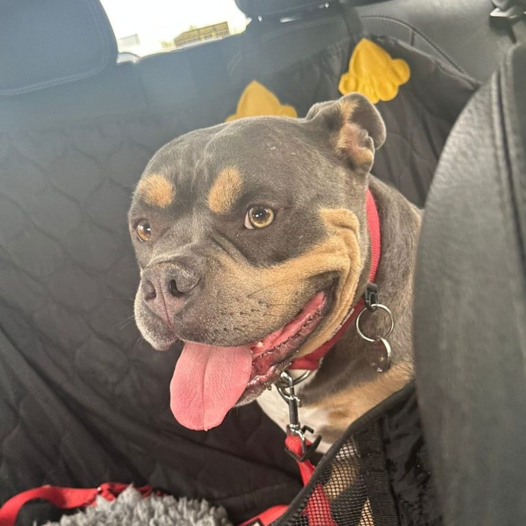 Happy dog with a broad smile sitting in a car back seat.